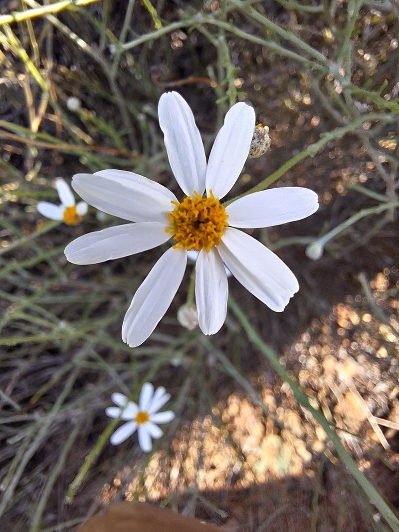 Phymaspermum aphyllum photo 6