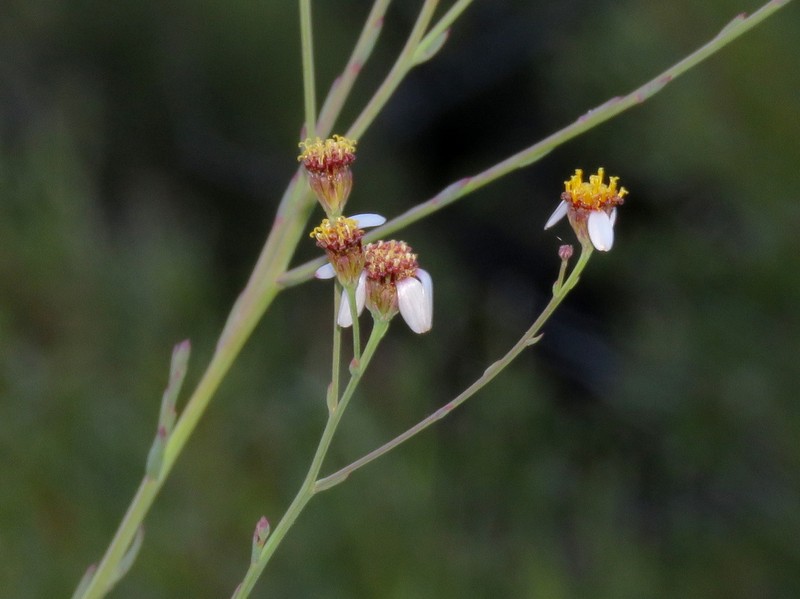 Phymaspermum aphyllum photo 7