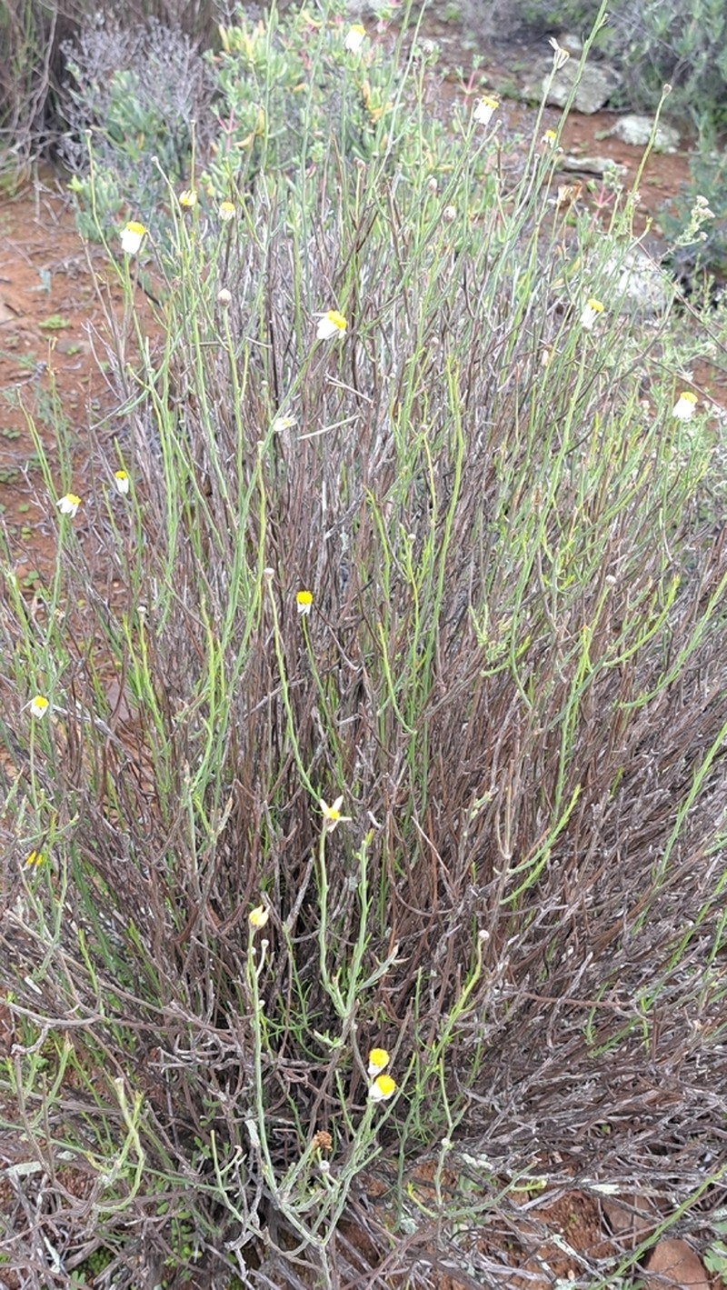 Phymaspermum aphyllum photo 8