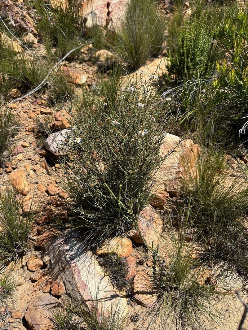 Phymaspermum appressum photo 2