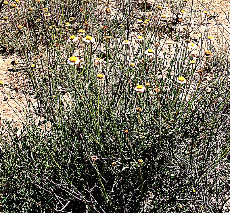 Phymaspermum appressum photo 3