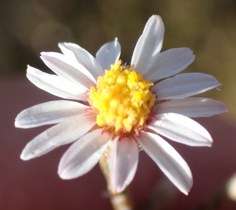 Phymaspermum appressum photo 4
