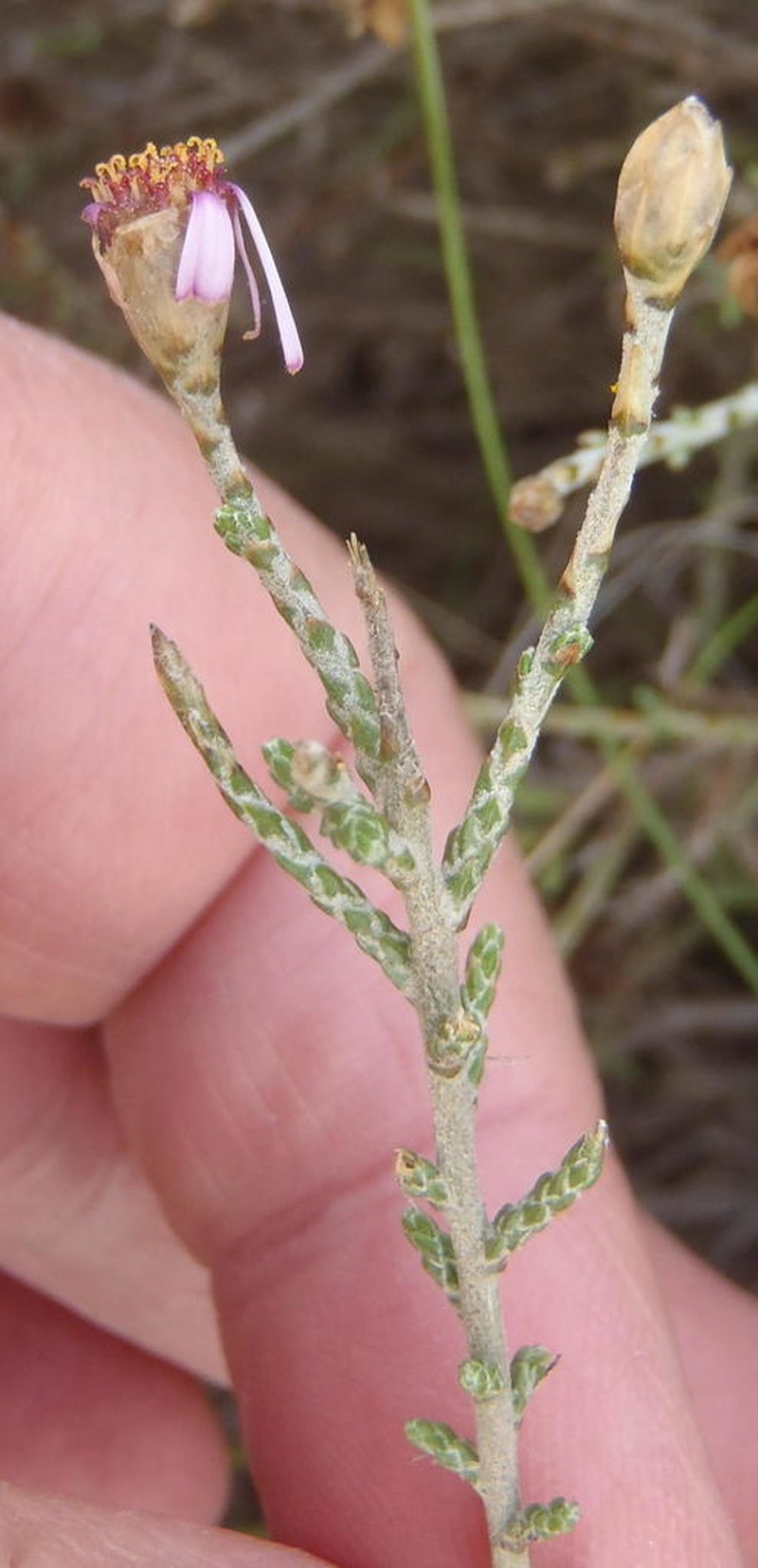Phymaspermum appressum photo 5