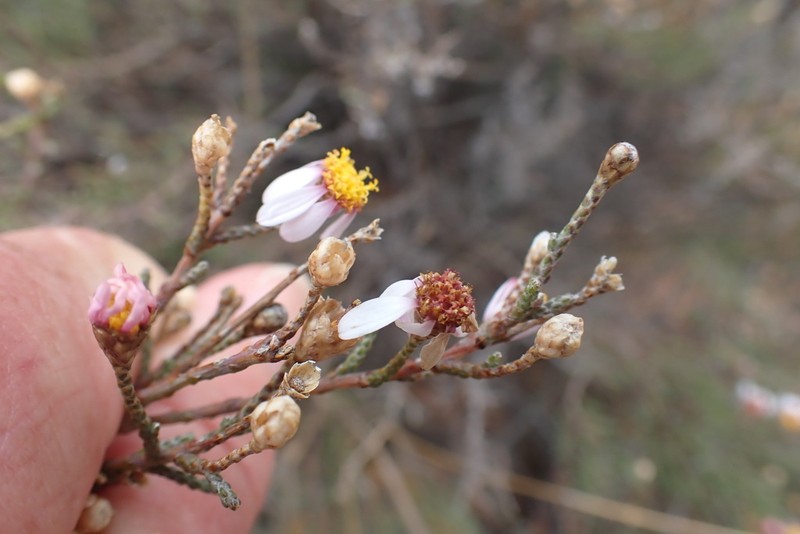 Phymaspermum appressum photo 6