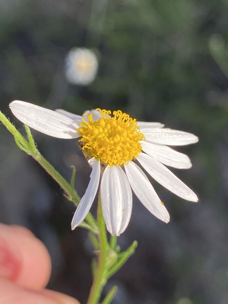 Phymaspermum appressum photo 7