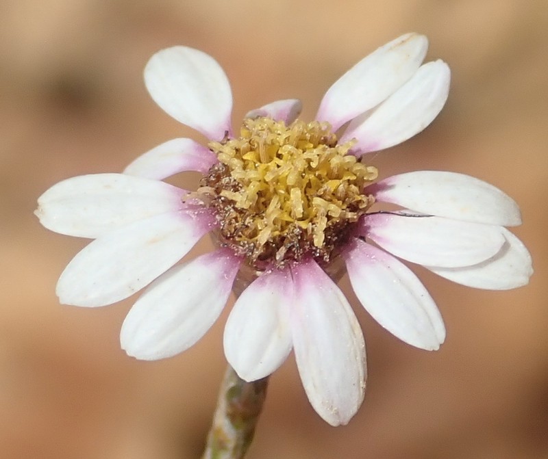 Phymaspermum appressum photo 8