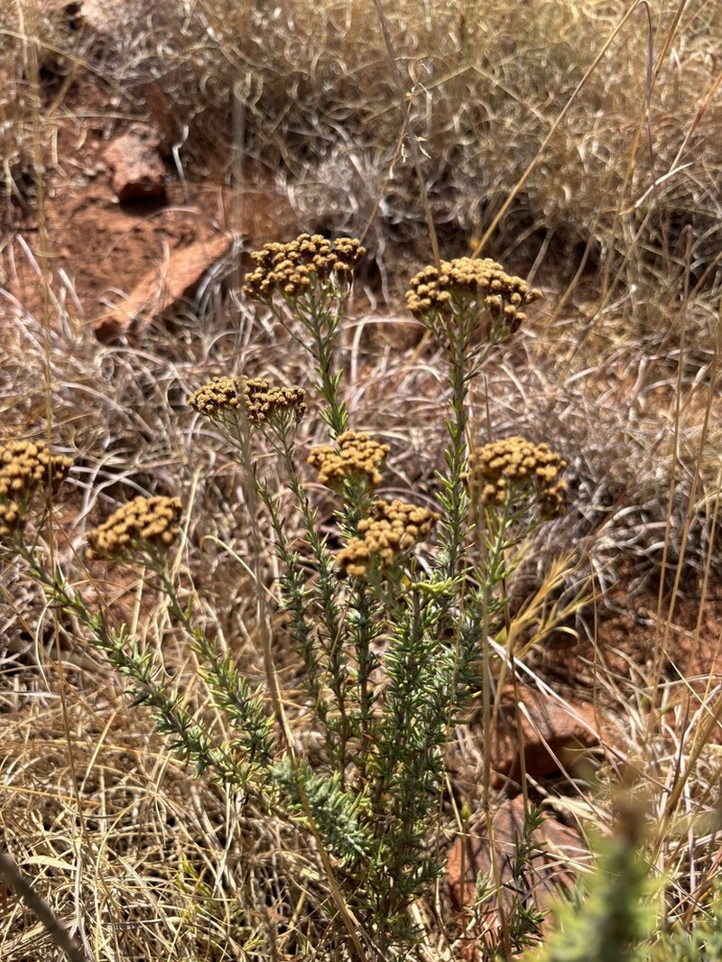 Phymaspermum argenteum