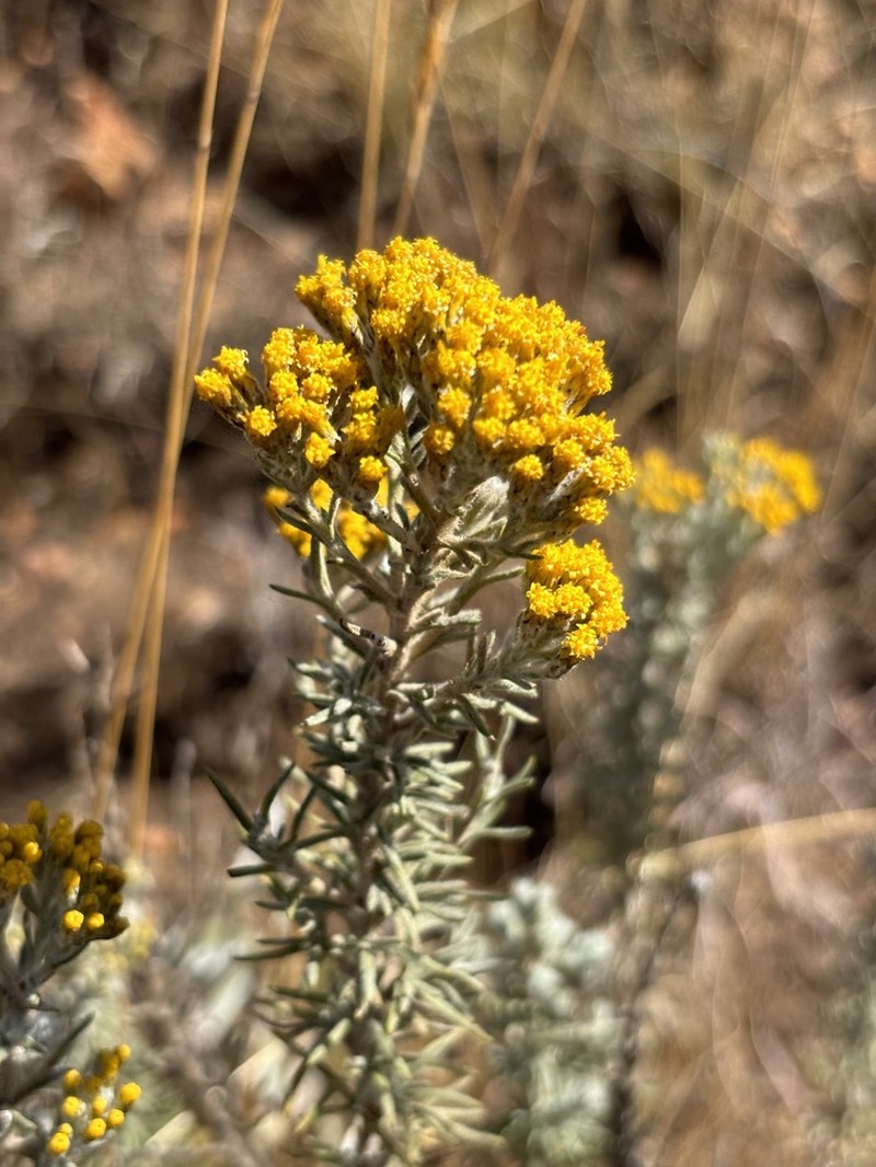 Phymaspermum argenteum photo 2