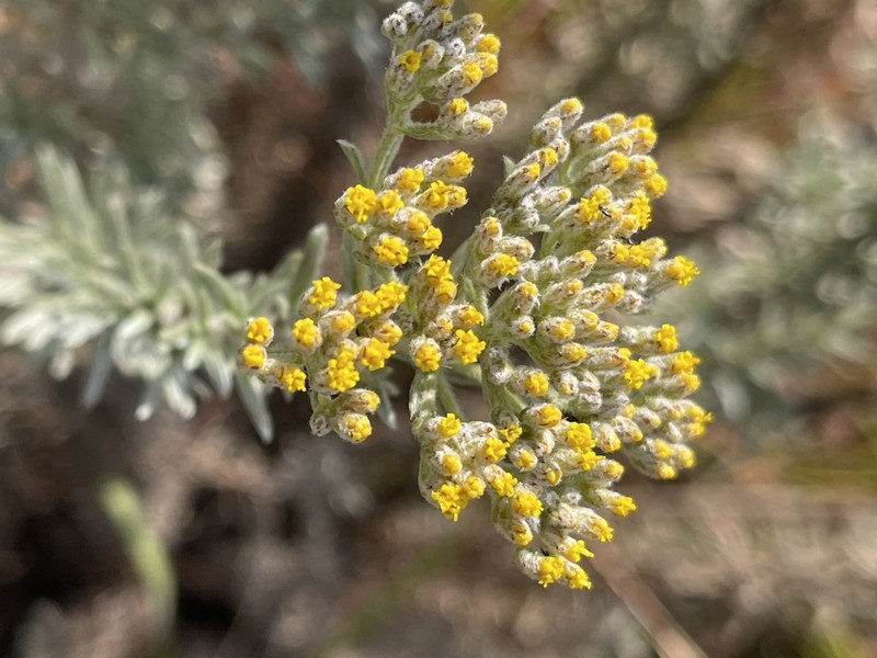 Phymaspermum argenteum photo 3
