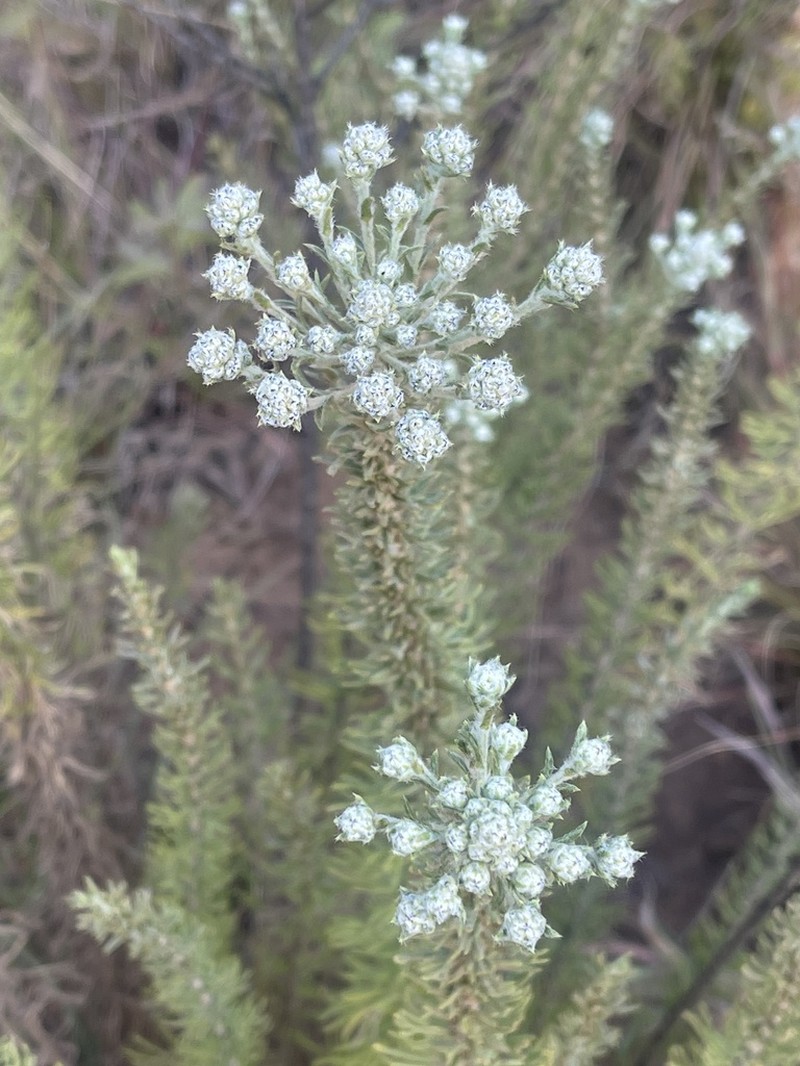 Phymaspermum argenteum photo 4