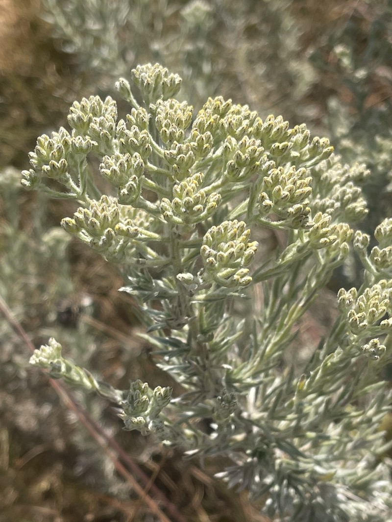 Phymaspermum argenteum photo 5