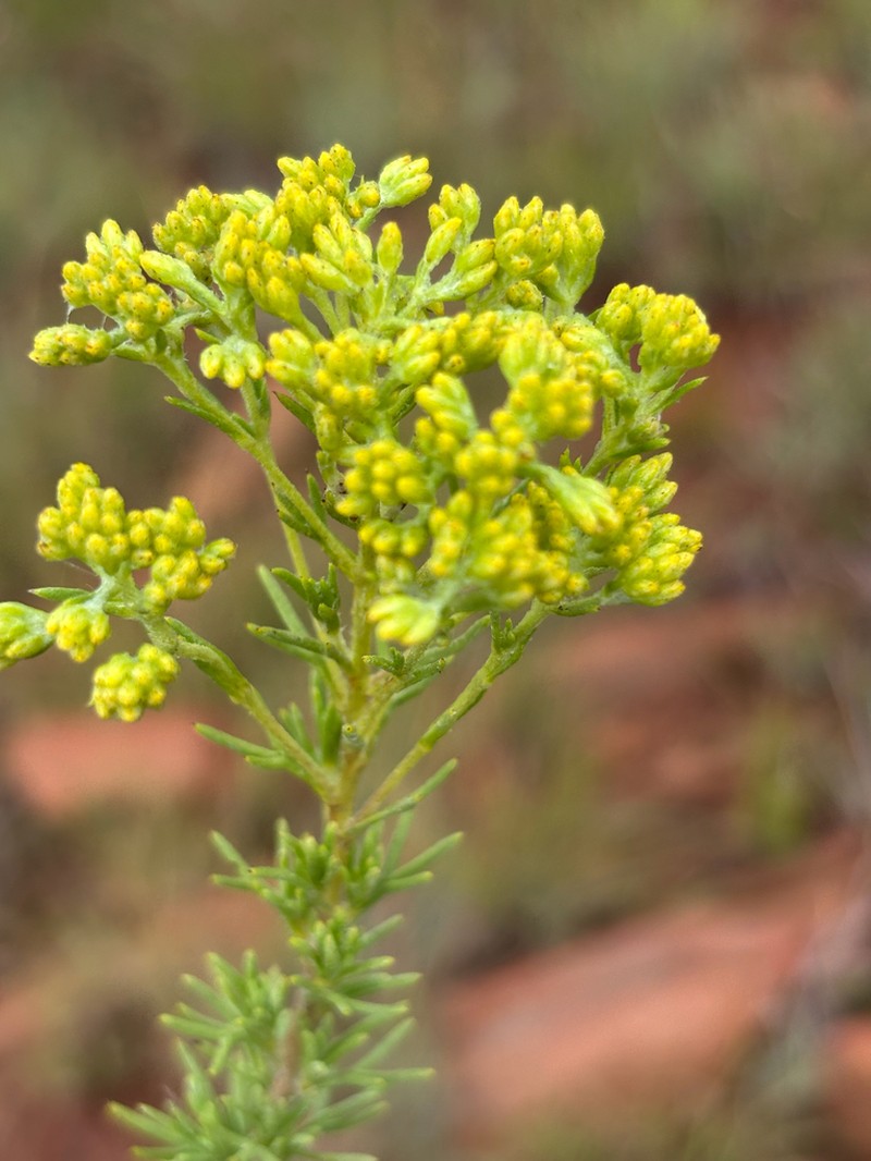 Phymaspermum argenteum photo 6