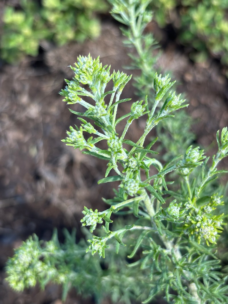 Phymaspermum argenteum photo 8