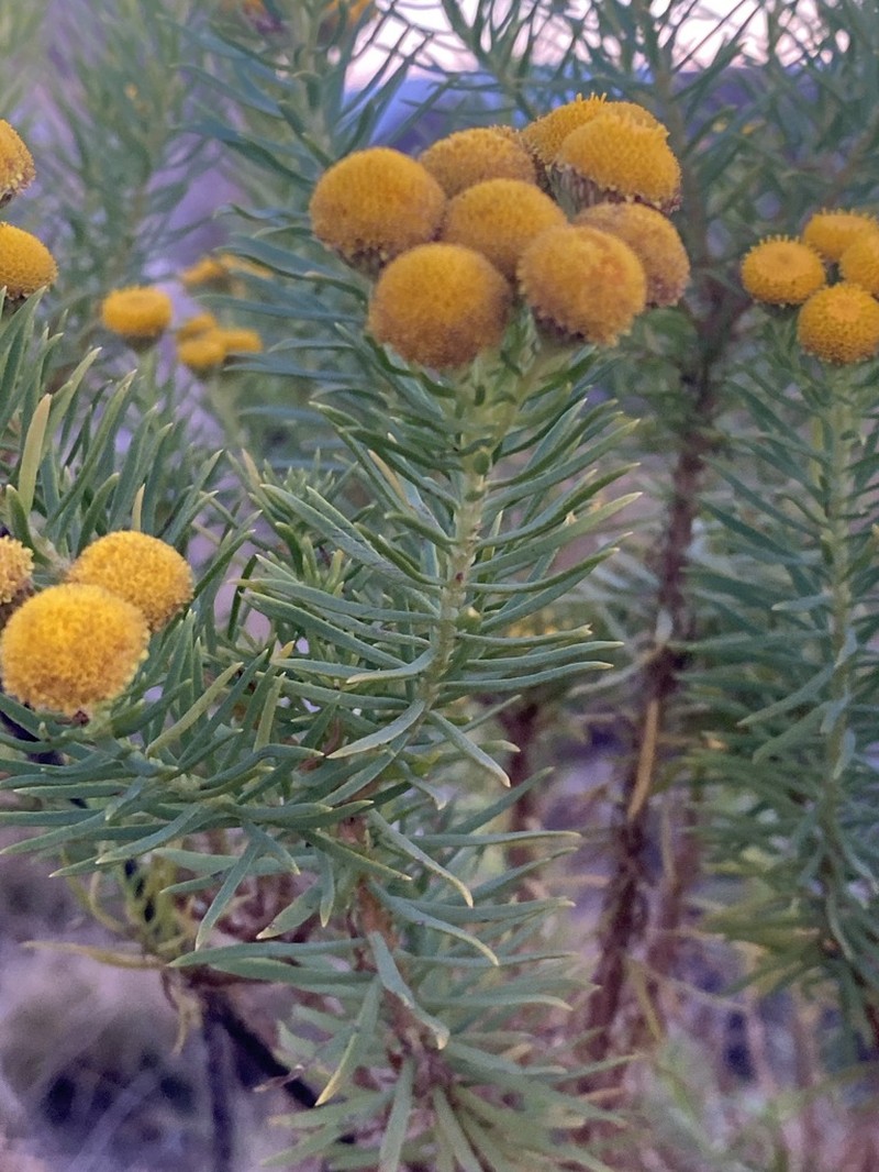 Phymaspermum athanasioides