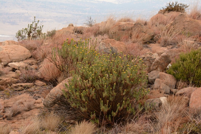 Phymaspermum athanasioides photo 2