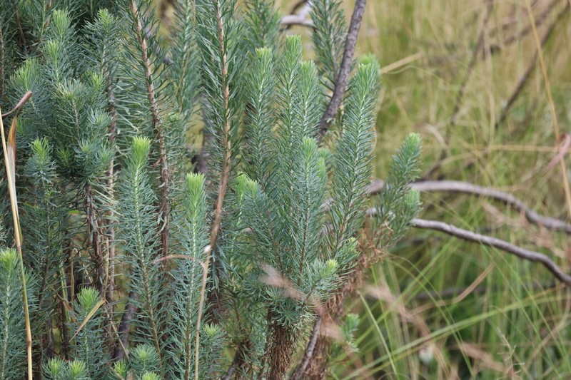 Phymaspermum athanasioides photo 3