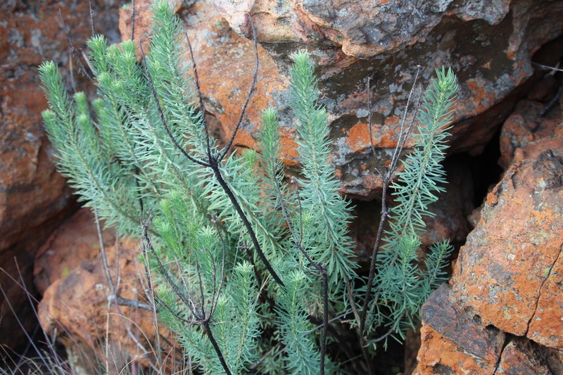 Phymaspermum athanasioides photo 4