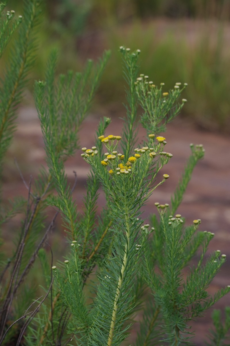 Phymaspermum athanasioides photo 5