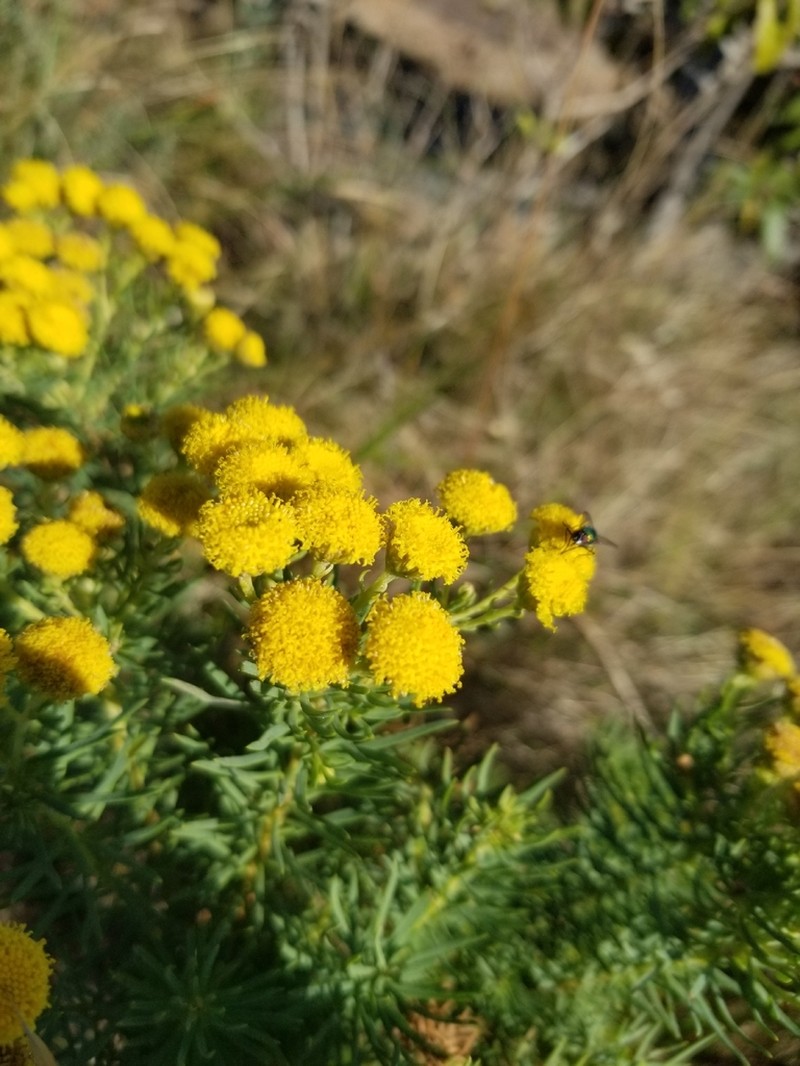 Phymaspermum athanasioides photo 6