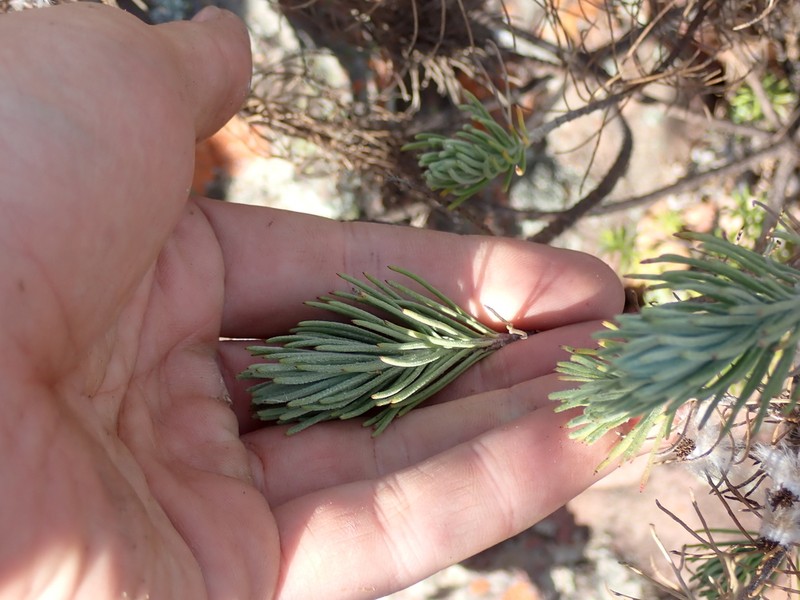 Phymaspermum athanasioides photo 7