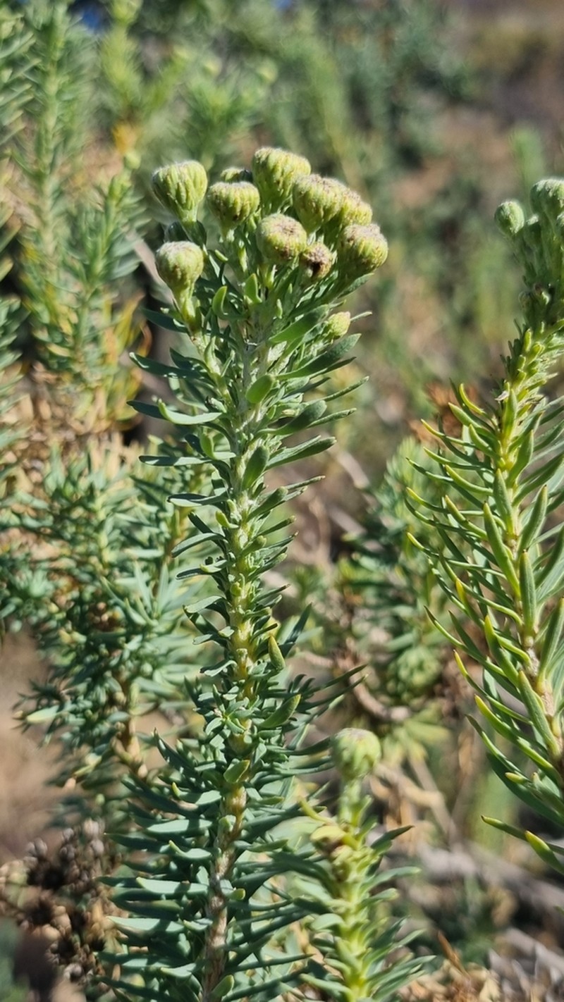 Phymaspermum athanasioides photo 8