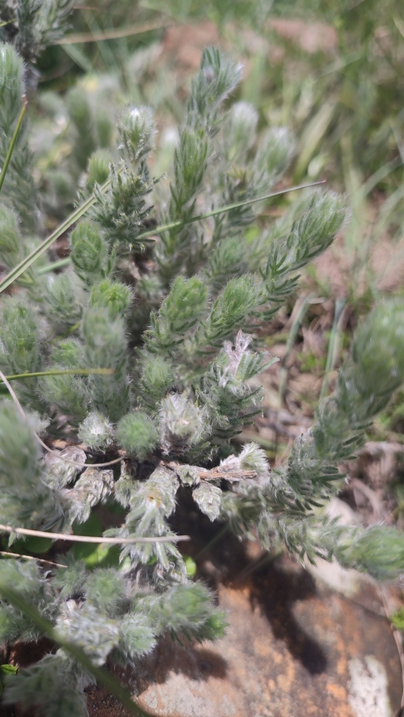 Phymaspermum comptonii