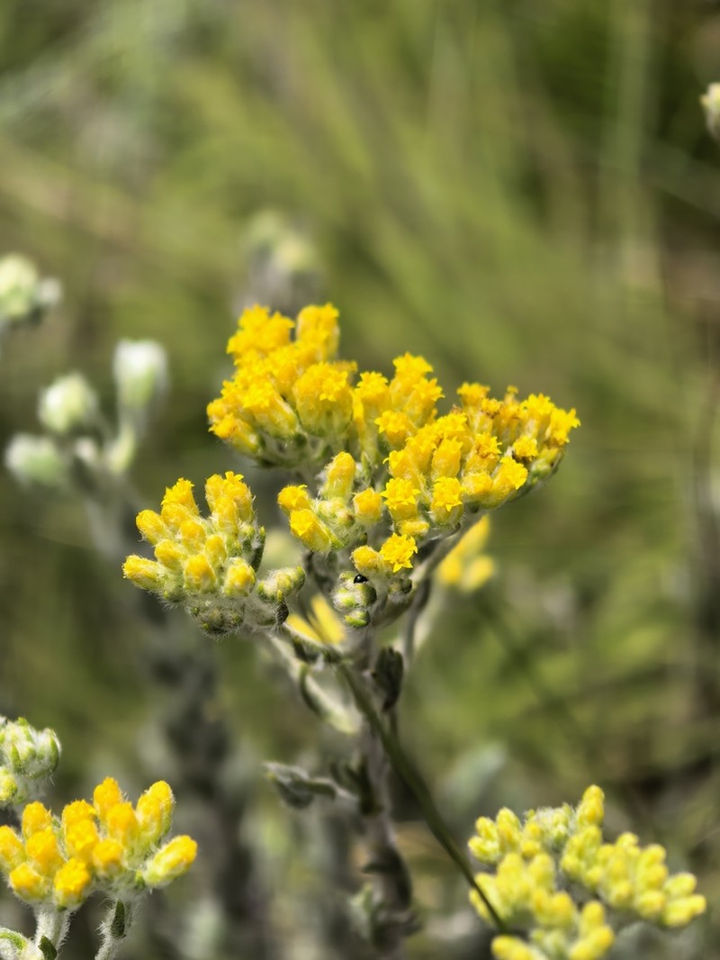 Phymaspermum comptonii photo 2