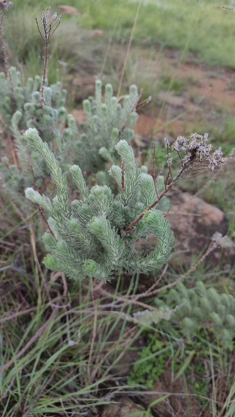 Phymaspermum comptonii photo 3