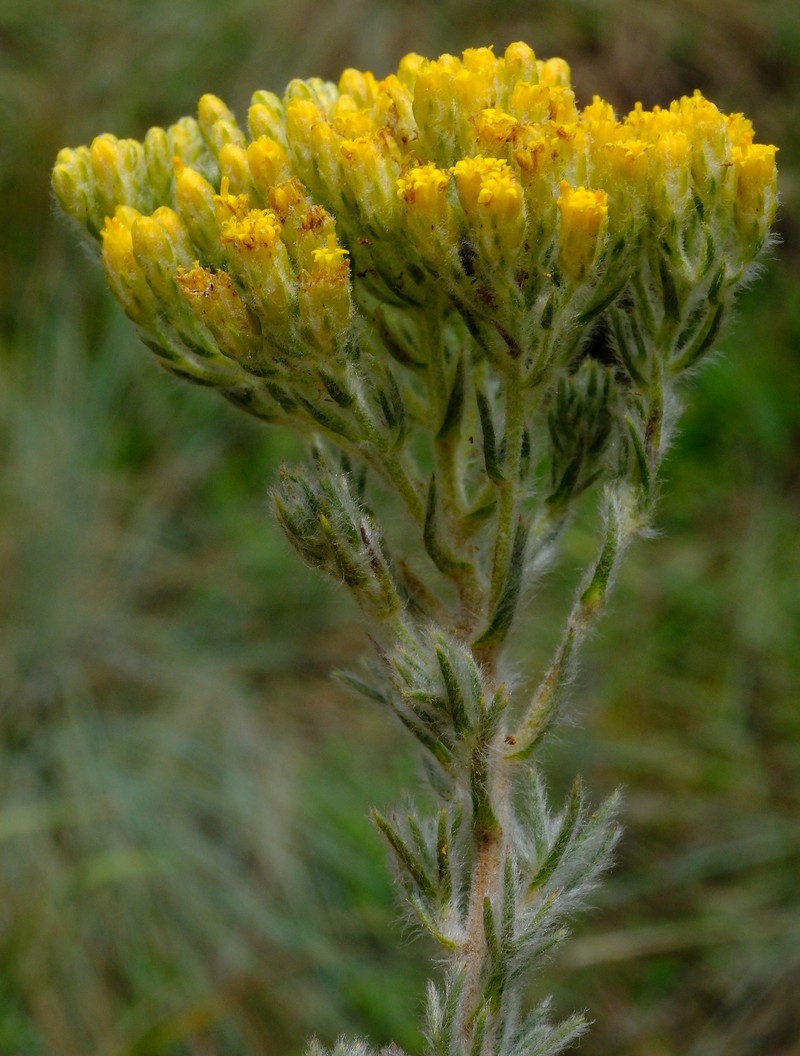 Phymaspermum comptonii photo 5