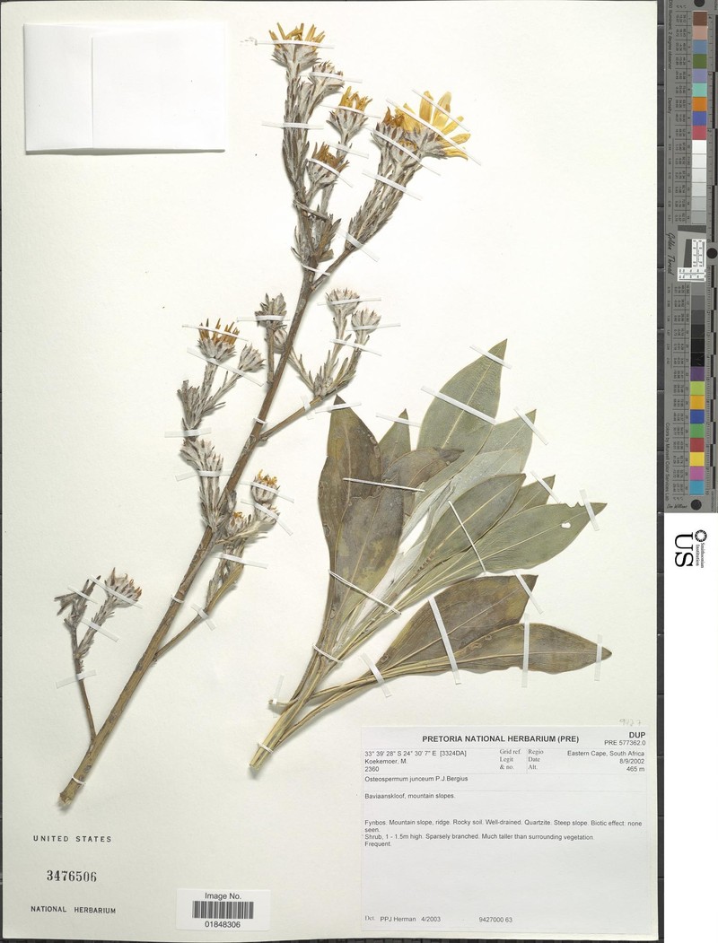 Phymaspermum junceum