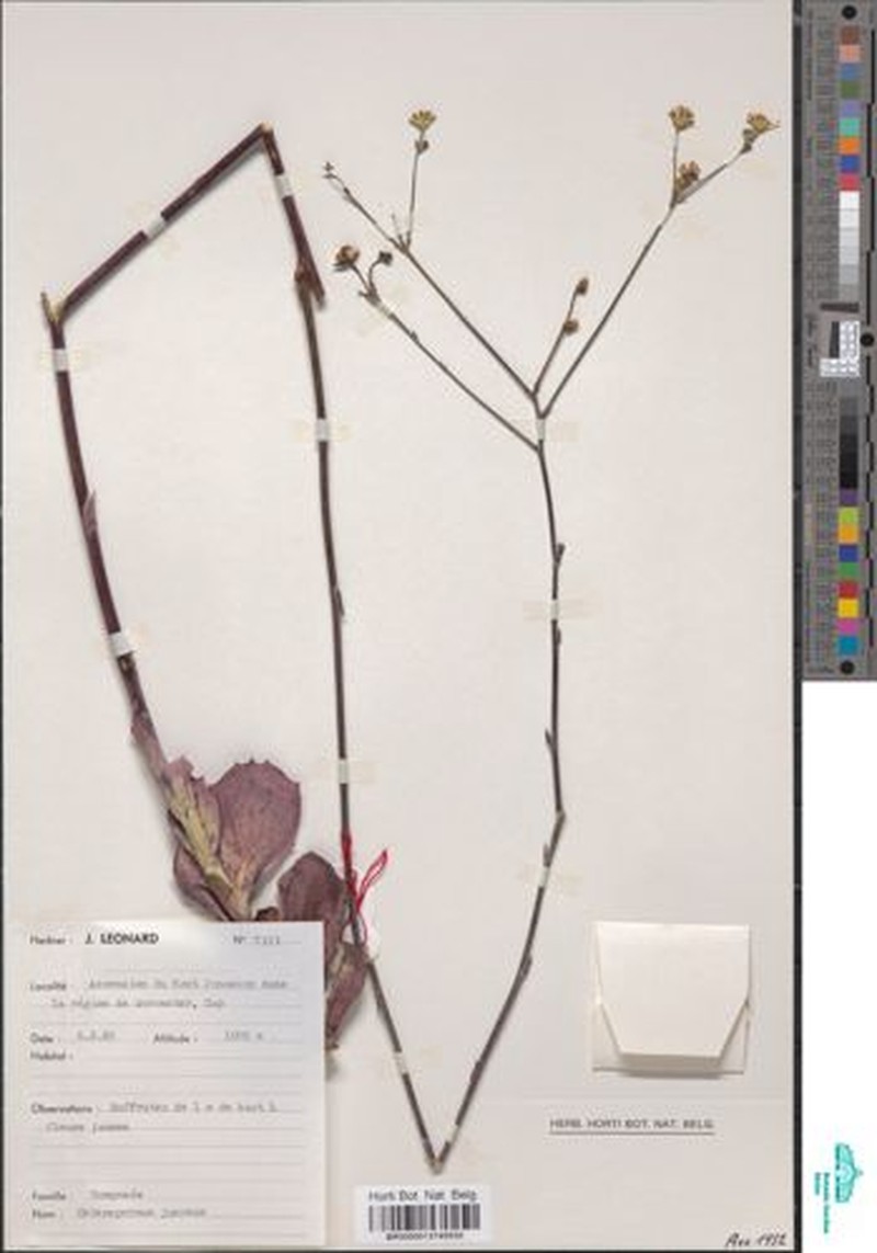 Phymaspermum junceum photo 2