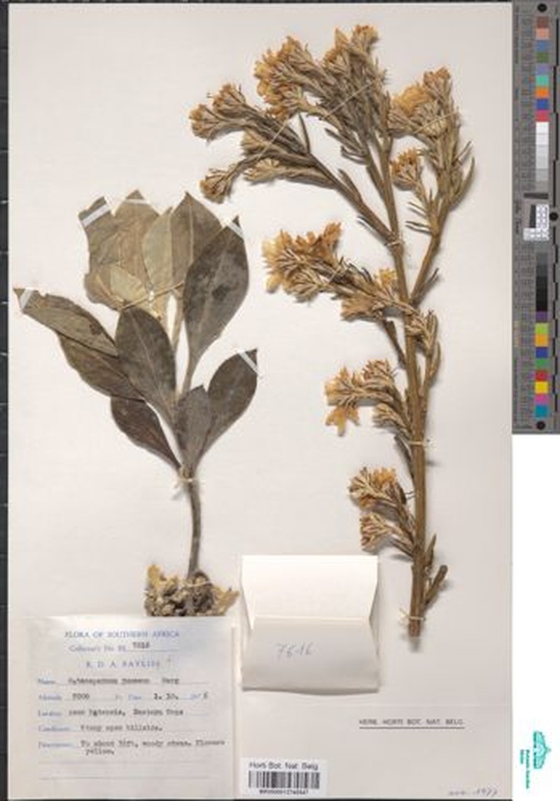 Phymaspermum junceum photo 3