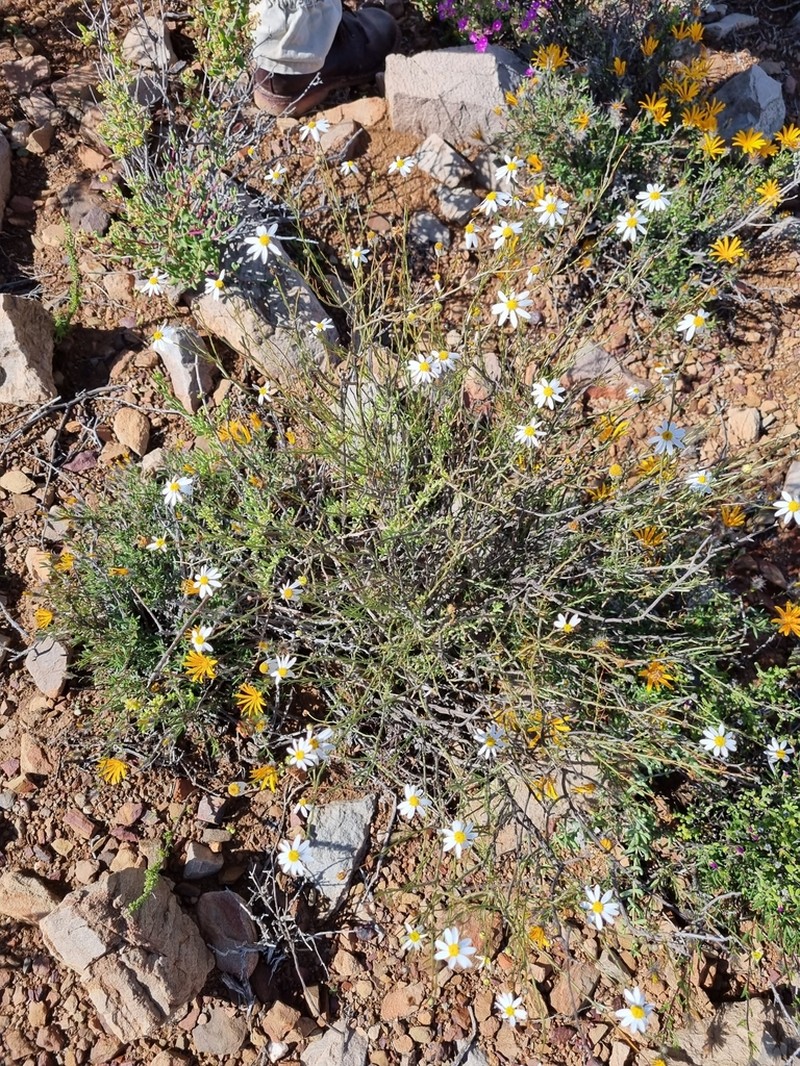 Phymaspermum leptophyllum