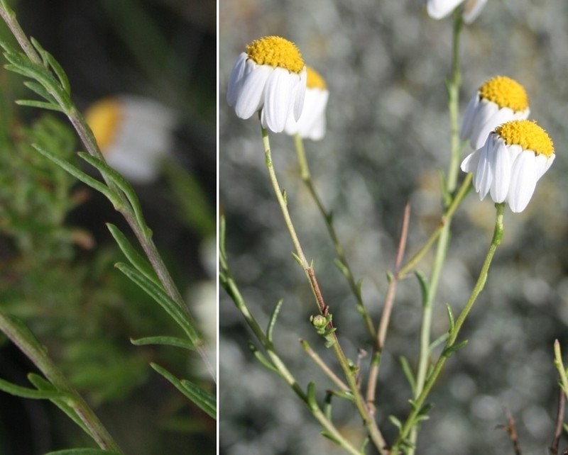 Phymaspermum leptophyllum photo 2