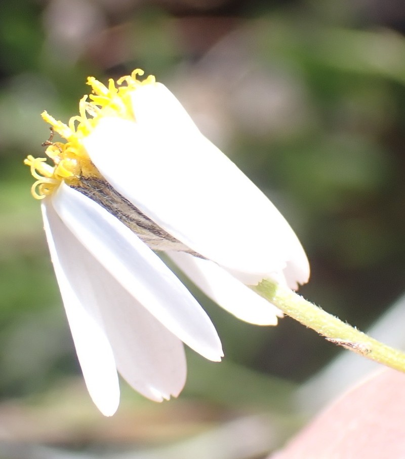 Phymaspermum leptophyllum photo 3