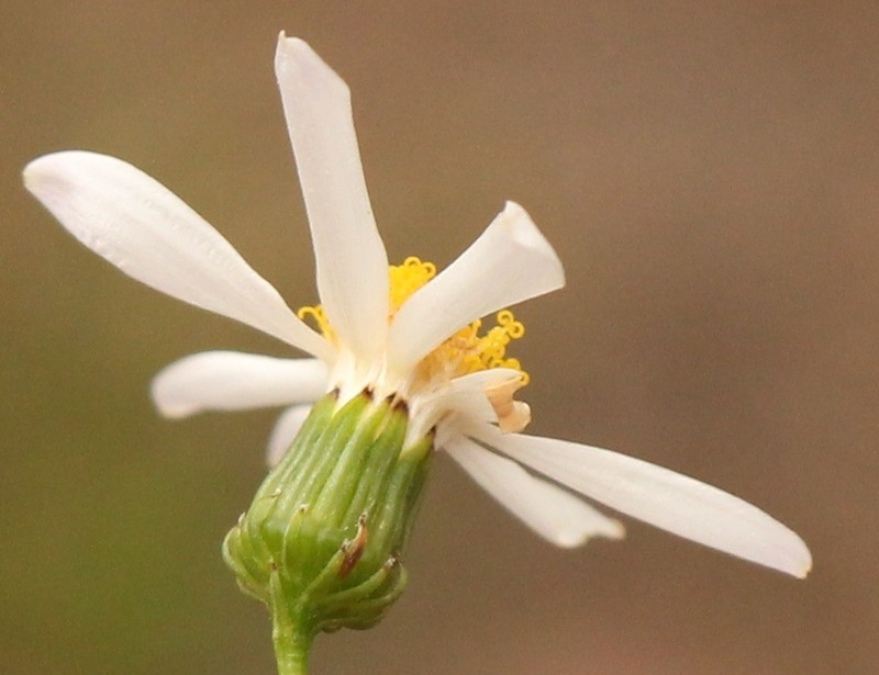 Phymaspermum leptophyllum photo 4