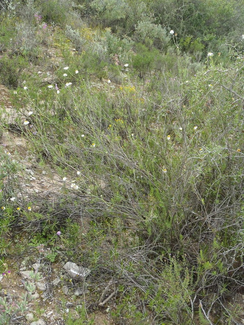 Phymaspermum leptophyllum photo 5