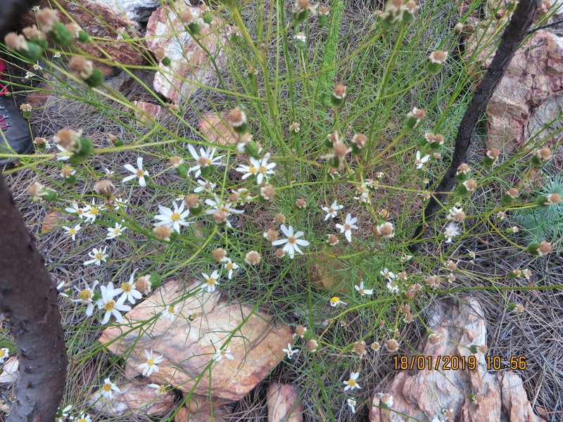 Phymaspermum leptophyllum photo 7
