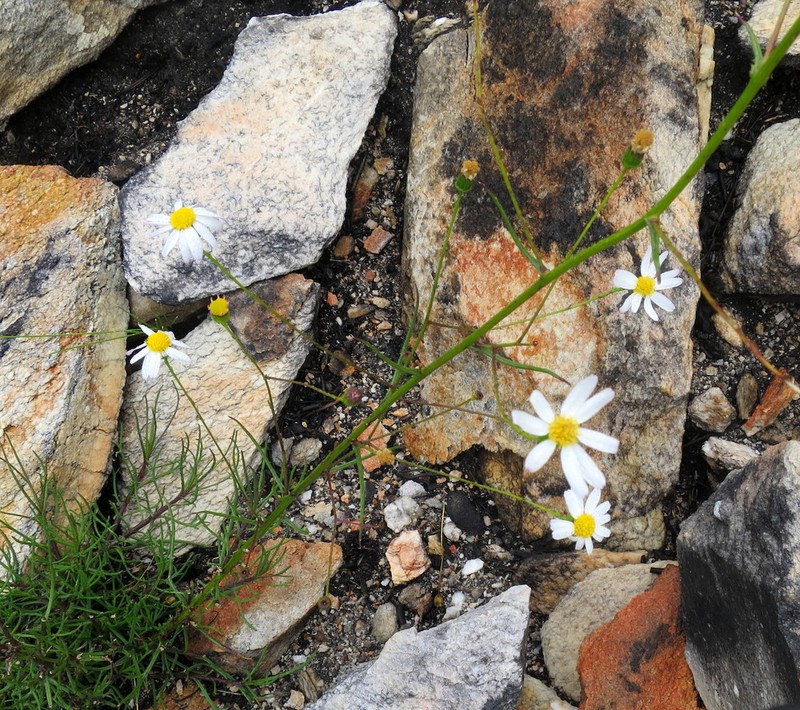 Phymaspermum leptophyllum photo 8