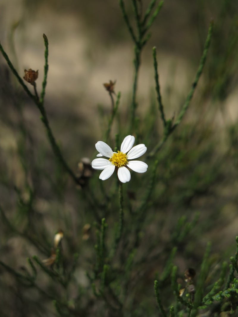 Phymaspermum oppositifolium