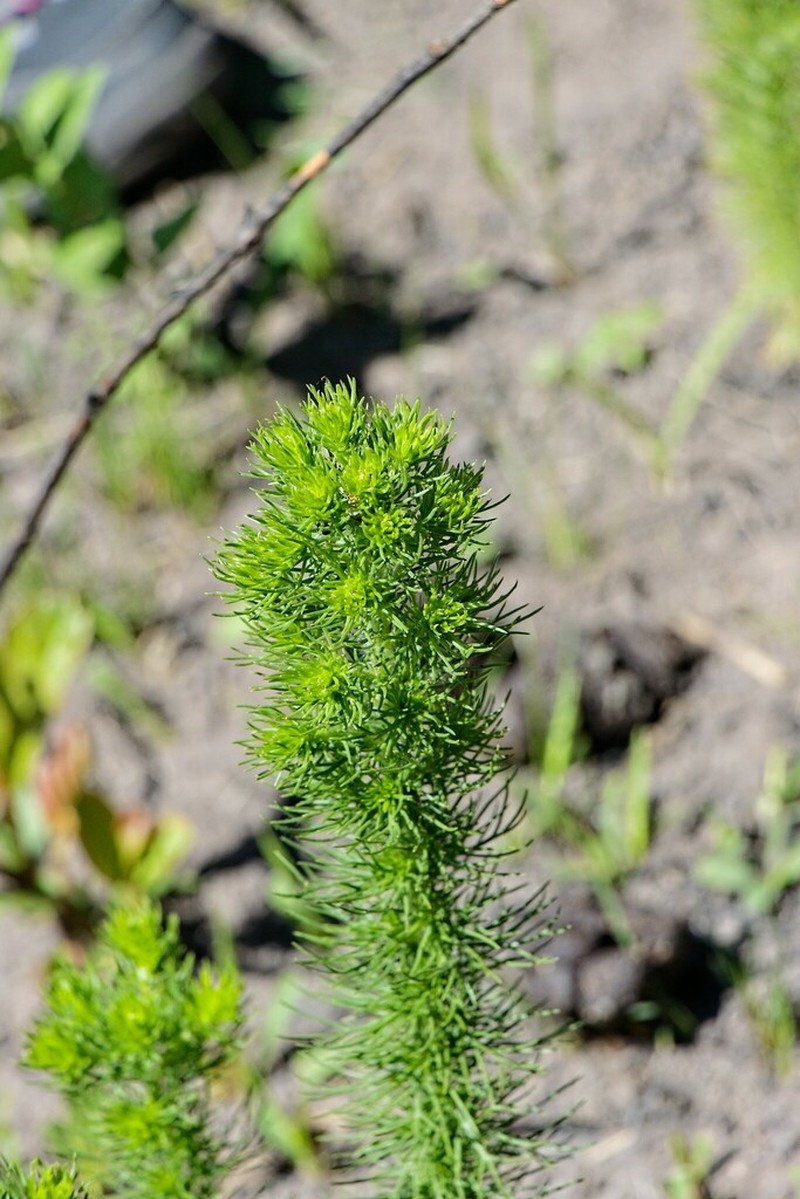 Phymaspermum pinnatifidum
