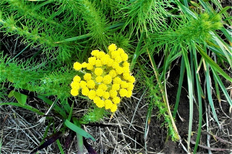 Phymaspermum pinnatifidum photo 2
