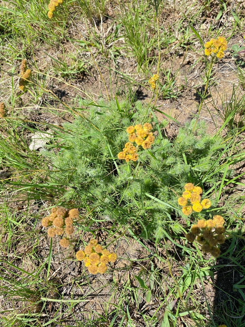 Phymaspermum pinnatifidum photo 3