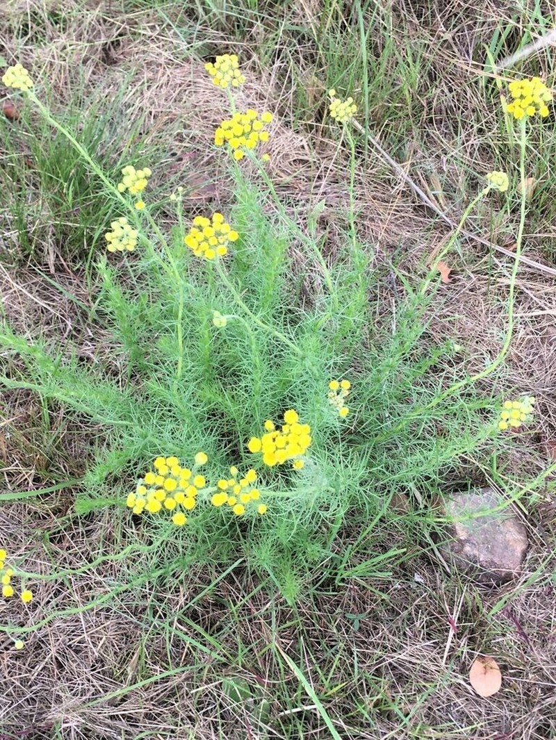 Phymaspermum pinnatifidum photo 4