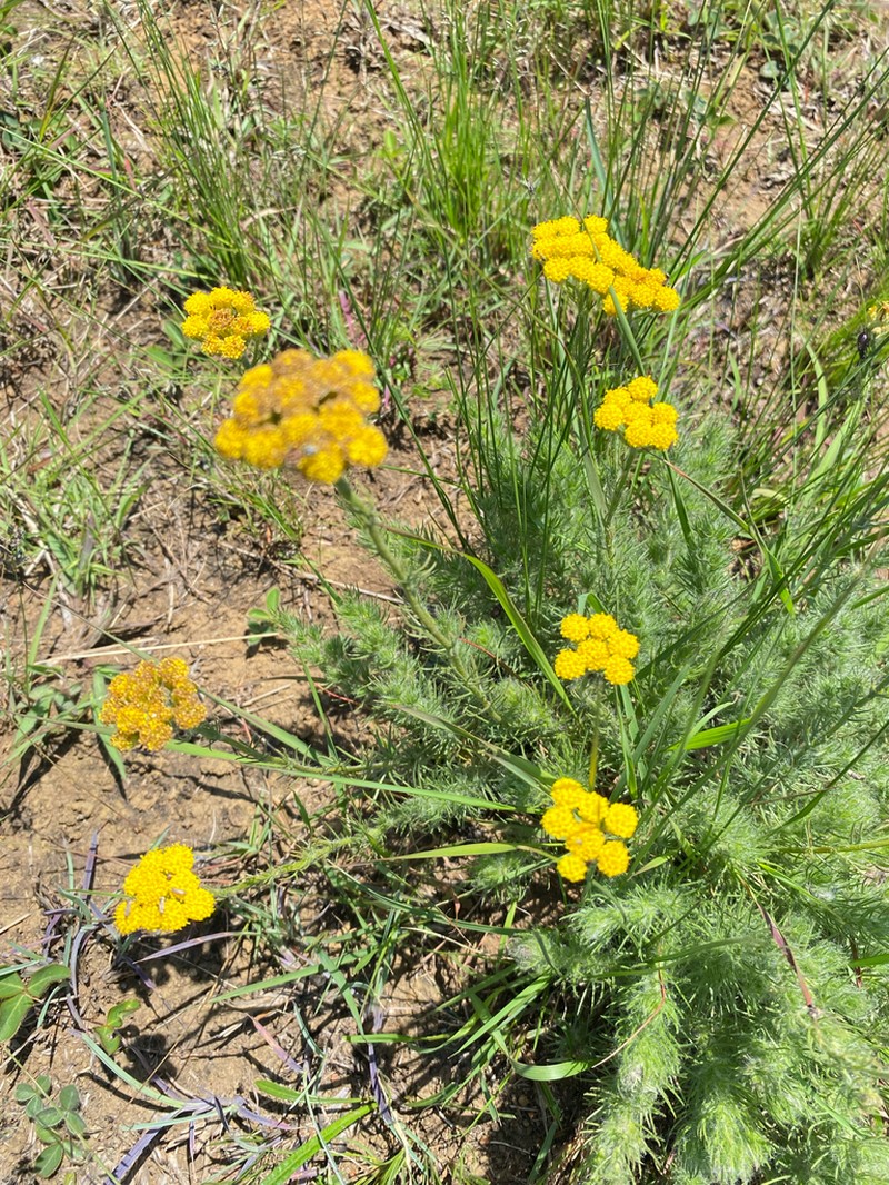 Phymaspermum pinnatifidum photo 5