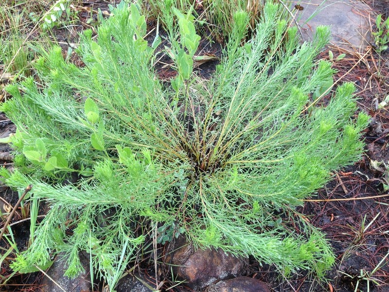 Phymaspermum pinnatifidum photo 6