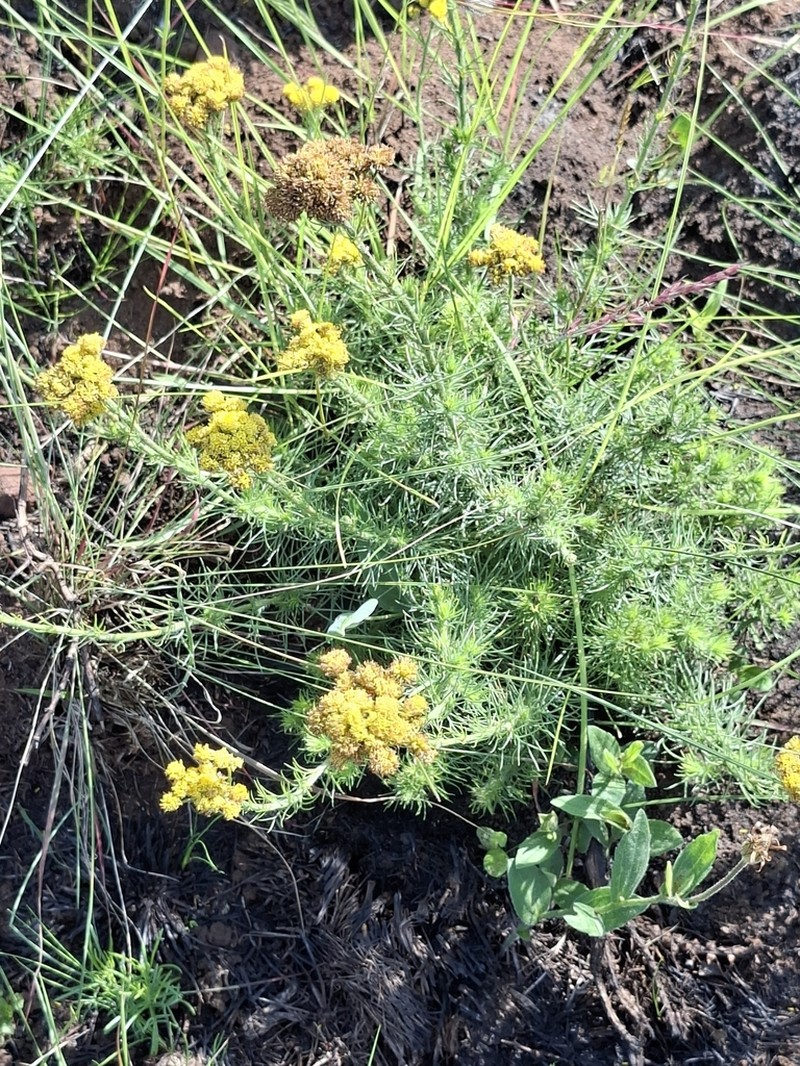 Phymaspermum pinnatifidum photo 7