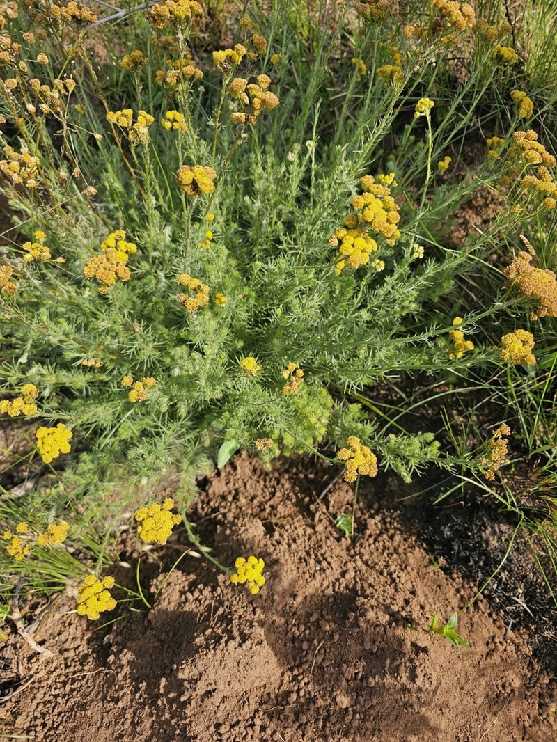 Phymaspermum pinnatifidum photo 8