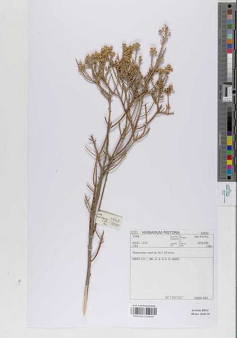 Phymaspermum scoparium