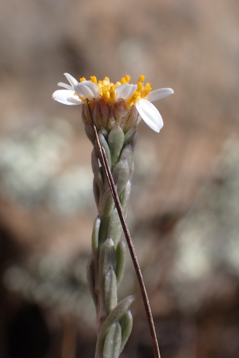 Phymaspermum thymelaeoides photo 2